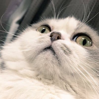 いちかわのプロフィール画像