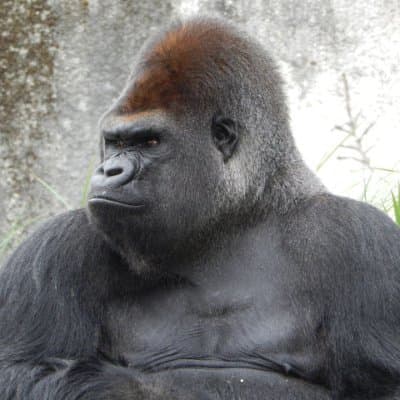 ゴリラのプロフィール画像